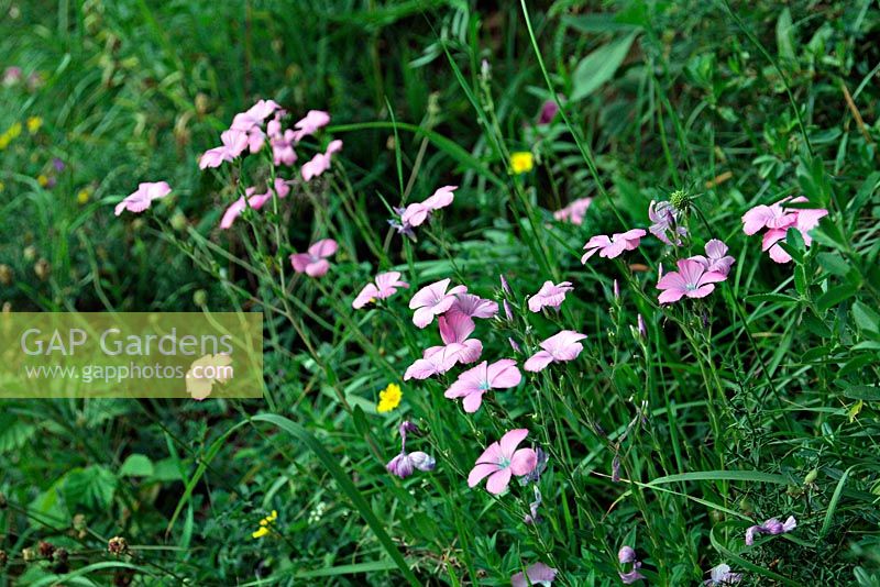Linum viscosum - Pink Flax growing in meadow, Valdeón, Picos de Europa, Spain