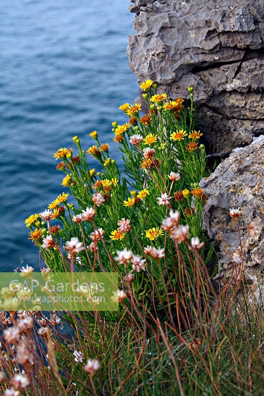 Inula crithmoides - Coastal Samphire growing on cliffs above sea, Asturias, Spain