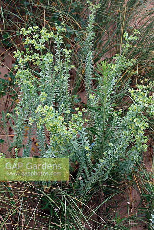 Euphorbia paralias - Sea Spurge growing on coastal dunes