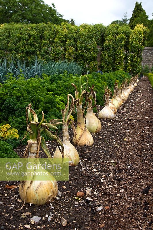 Exhibition onions, 'The Kelsae, Westdean gardens, Sussex