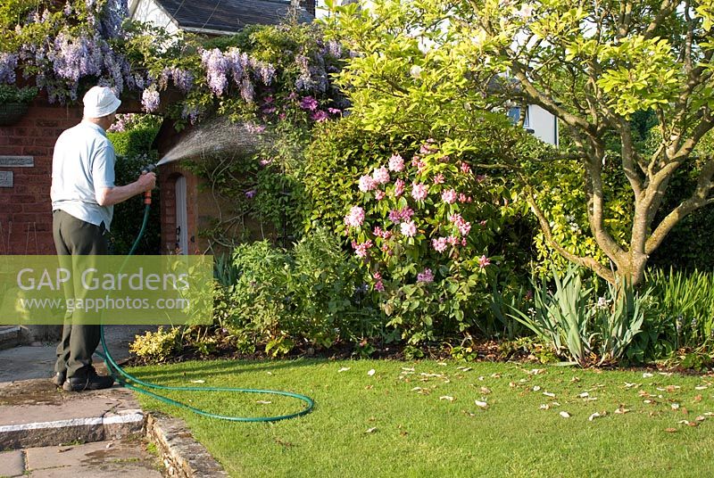 Man watering border with Clematis, Magnolia, Iris, Papaver, Rosa, Rhododendron, Camellia and Wisteria over brick archway 
