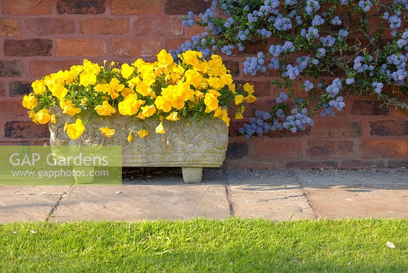 Violas in ornate stone trough with adjacent Ceanothus trained against a brick wall