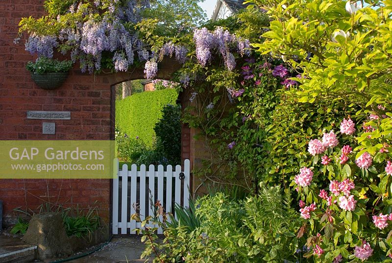 Clematis, Magnolia, Iris, Papaver, Rosa, Rhododendron and Camellia in border with Wisteria over brick archway, with stone path and gate leading to cottage back garden