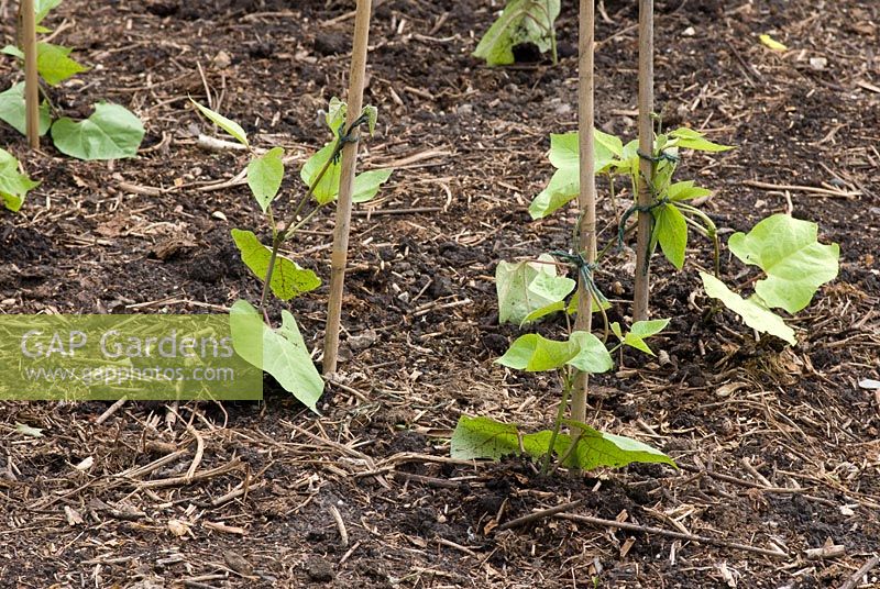 Young Runner bean plants tied with string against cane supports