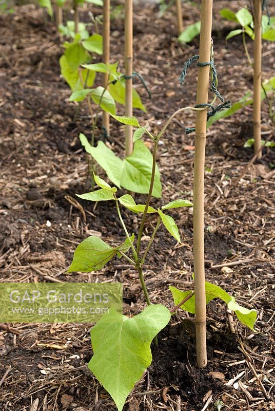 Young runner bean plants tied with string with cane supports