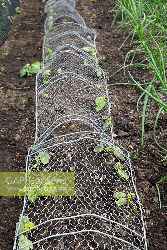 French beans 'Montano' and 'Maxi' under protective wire mesh