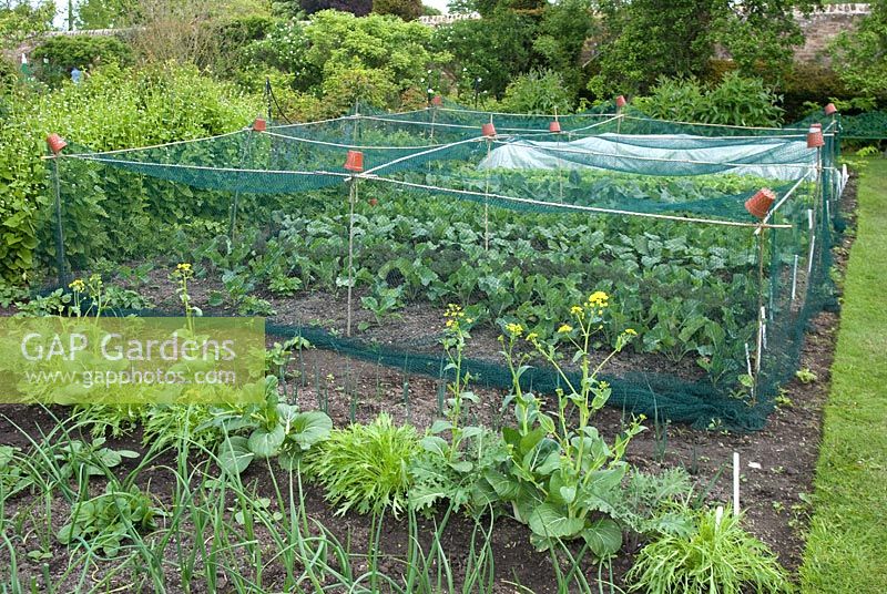 Vegetables growing organically in rows in the walled garden, including Leek, Wild Mixed Salad and Cabbage - Kellie Garden, Fife, owned by The National Trust for Scotland