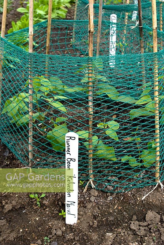 Phaseolus coccineus 'Kelvedon Marvel' - Runner beans with protective netting and canes for support