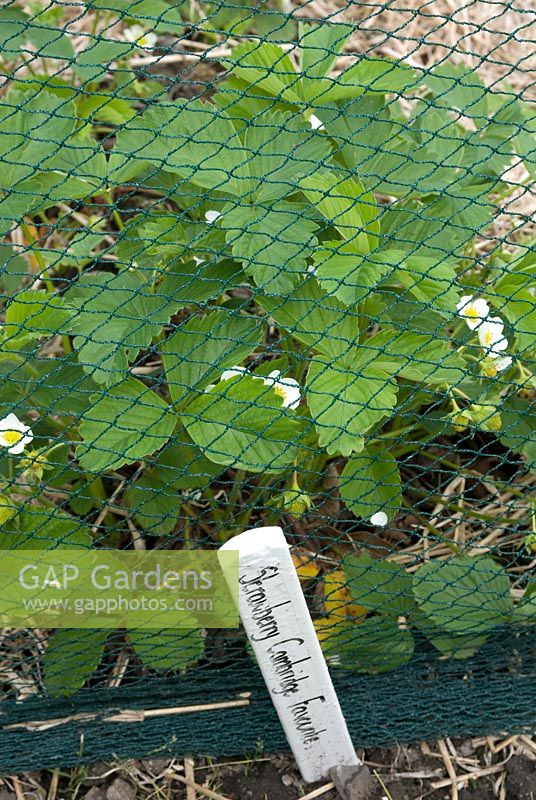 Strawberry 'Cambridge Favourite' protected by nylon netting