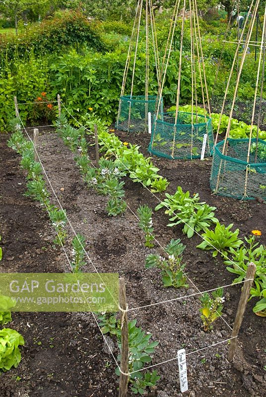 Vicia faba 'The Sutton' - Broad beans growing in rows in a vegetable bed with Calendula and Runner beans