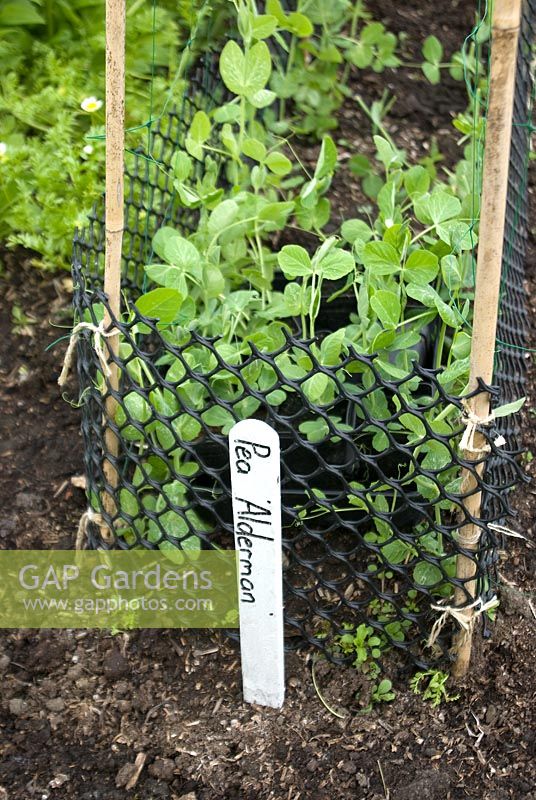 Peas 'Alderman' with canes and mesh for support