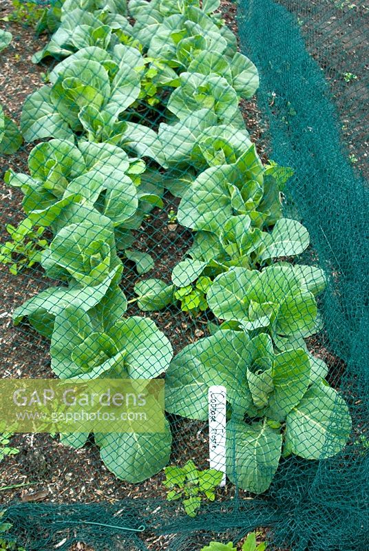 Cabbages 'Frostie' growing under protective nylon netting