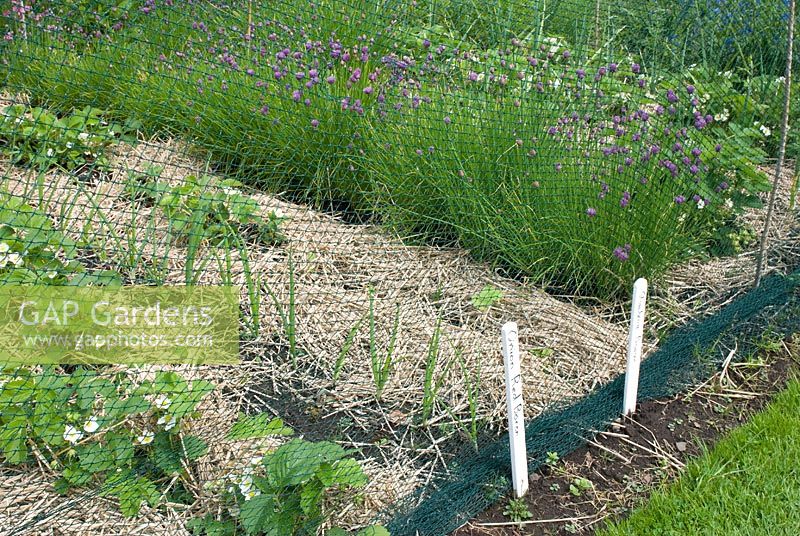 Strawberry, Onion and Chives in rows in vegetable bed with straw mulch and protected by nylon netting 