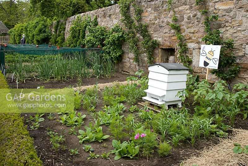 Kitchen garden with vegetables, trained fruits and beehive with adjacent wildflower patch in the walled garden - Kellie Garden, Fife, owned by The National Trust for Scotland