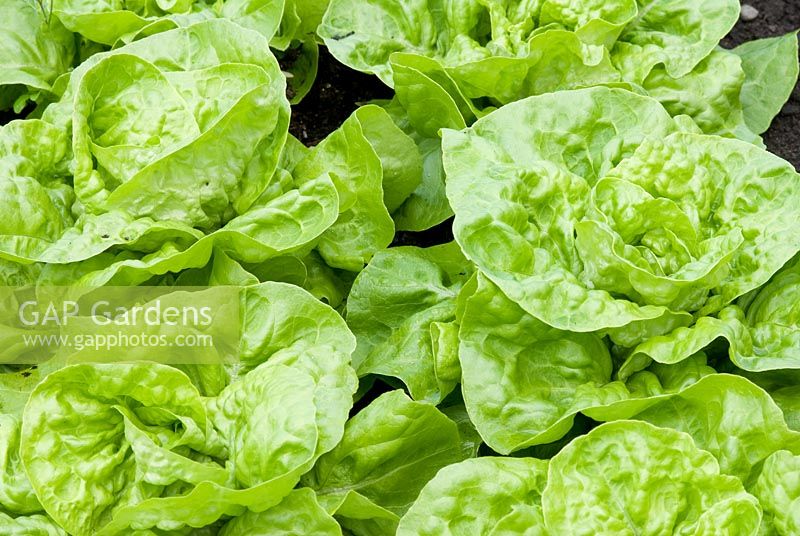 Lettuces 'All Year Round'