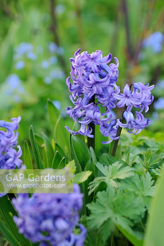 Hyacinth orientalis 'Delft Blue'