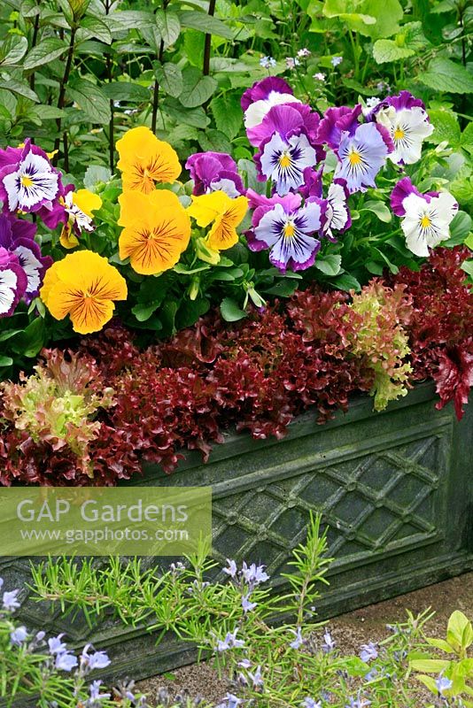 Fibreclay trough edged with Lettuces 'Lollo Rossa' and backed by pansies