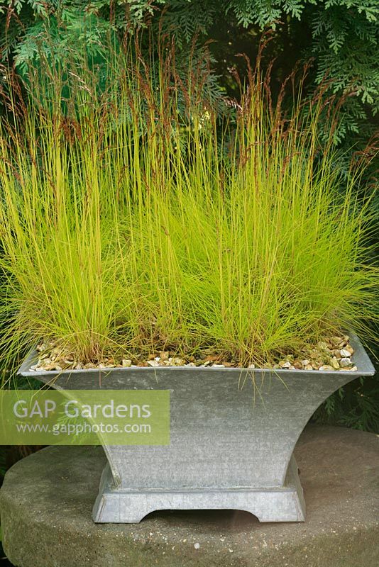Deschampsia flexuosa 'Tatra Gold' growing in a galvanised container and mulched with fine gravel