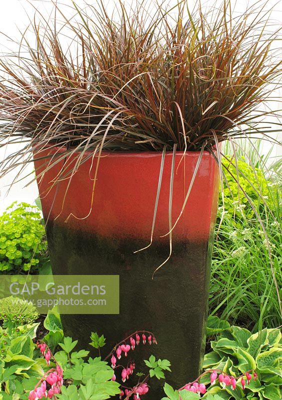 Uncinia rubra - Hook Sedge growing in a tall contemporary glazed pot, surrounded by perennials                               