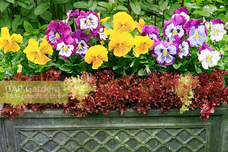Fibreclay trough edged with lettuces 'Lollo Rossa' and pansies