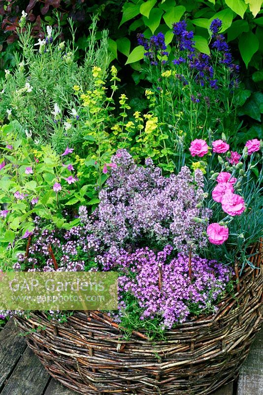 An old wicker basket planted with herbs and perfumed plants - Hyssopus officinalis, Dianthus 'Tickled Pink', Origanum vulgare 'Aureum Crispum', Lavandula 'Tiara', Calamintha grandiflora and Thymus 'East Lodge', 'Lemon Curd' and 'Silver Posie'