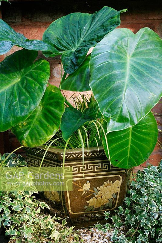 Colocasia affinis - Dwarf Elephant's Ear, underplanted with Acorus 'Ogon' and planted in a slip sculpted Chinese pot with ivies at the base