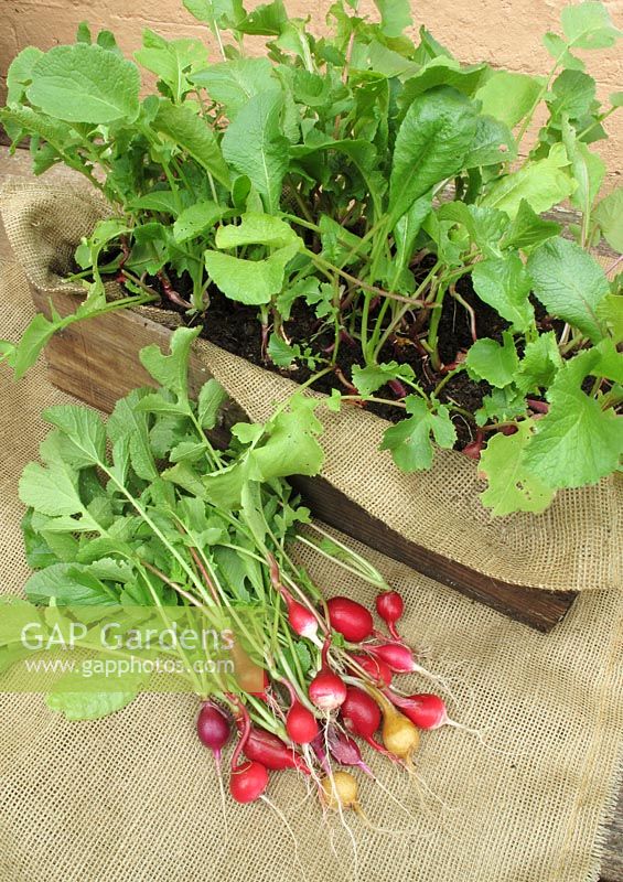 Radishes 'Rainbow Mixed' harvested 8 weeks after sowing in an old, hessian lined wooden box leaving the smaller ones to grow on                          
