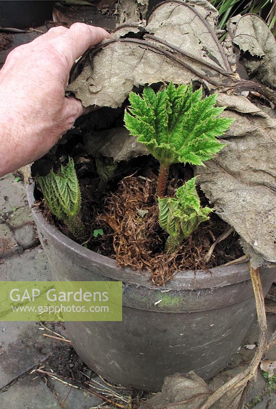 Uncovering the old layer of leaves used to give frost protection for a pot grown Gunnera manicata, as the new leaves are emerging in the Spring                             