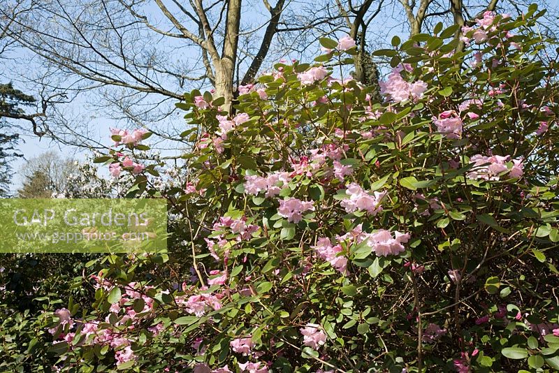 Rhododendron orbiculare x williamsianum 'James Barato'