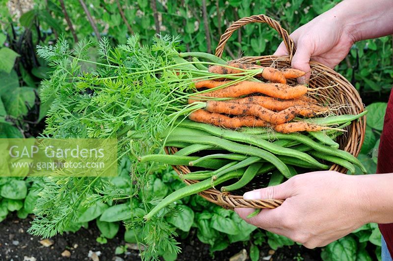 Female gardener holding small basket containing home grown organic carrots and runner beans