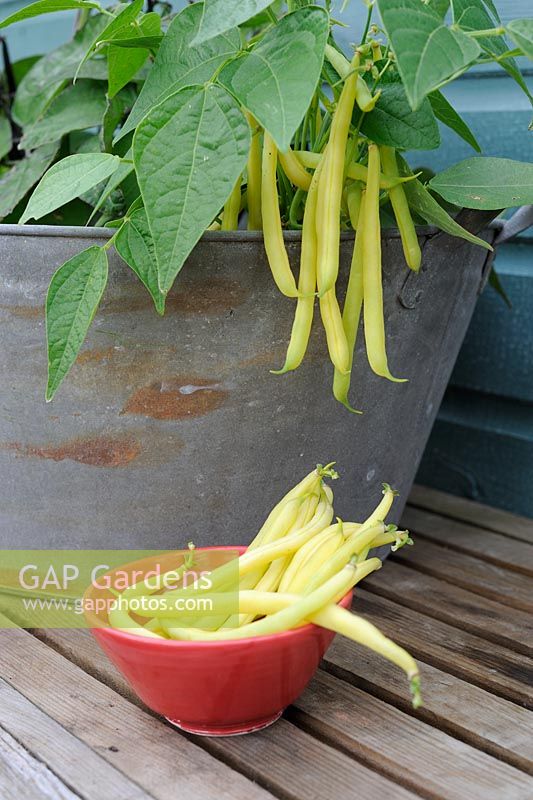 Dwarf French beans 'Sonesta' growing in old zinc bath and harvested beans in bowl