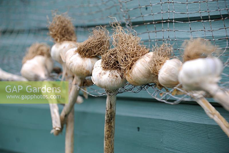 Garlic 'Lautrec Wight', drying on wire netting outside garden shed
