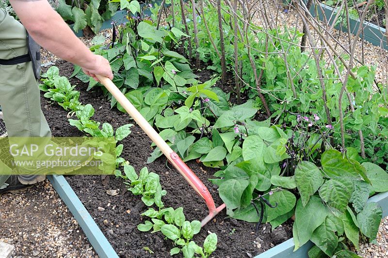 Gardener hand cultivating small raised bed of summer crops, Spinach 'Picasso' and dwarf French beans 'Purple Teepee' 