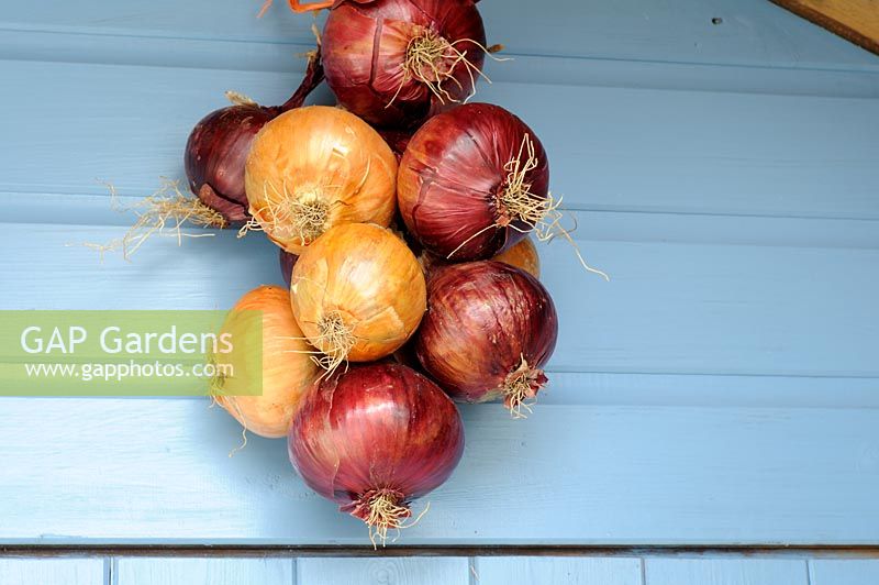 Over wintered stored onions hanging from garden shed