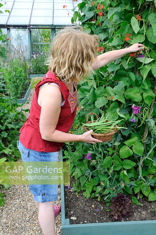 Female gardener picking runner beans