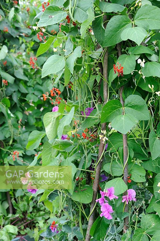 Runner beans 'Polestar' and 'White Lady' interplanted with Lathyrus 'Sir Cliff' to assist with pollination
