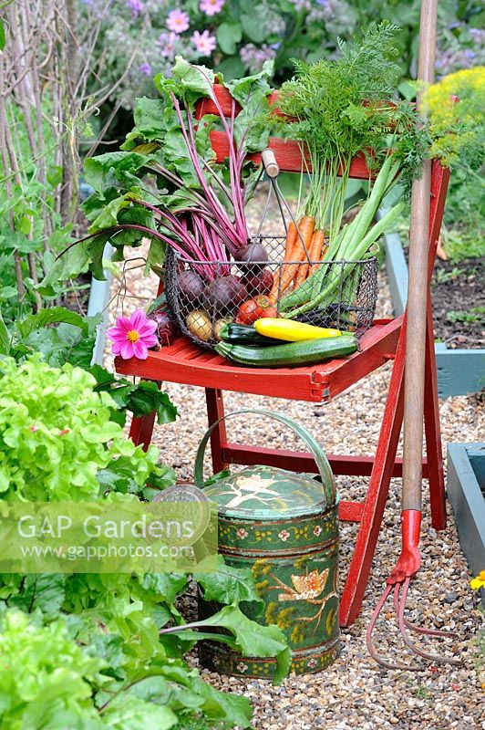 Summer vegetable harvest, wire trug on wooden chair with potatoes, beetroot, carrots, courgettes, French beans, tomatoes and onions