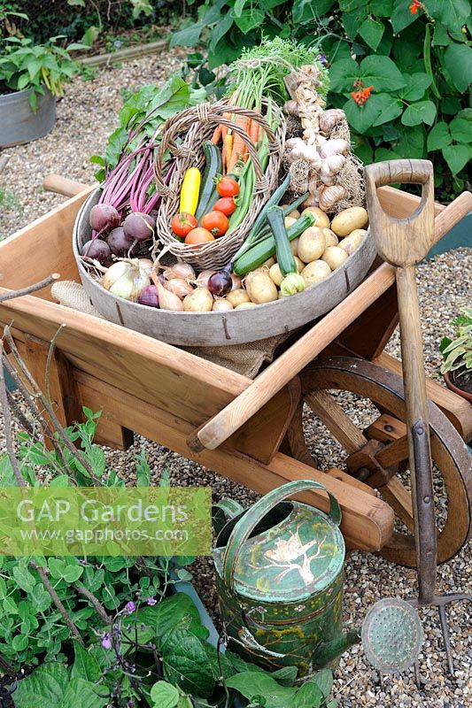 Harvest of summer vegetables in antique sieve and traditional wooden wheelbarrow with garden fork and watering can