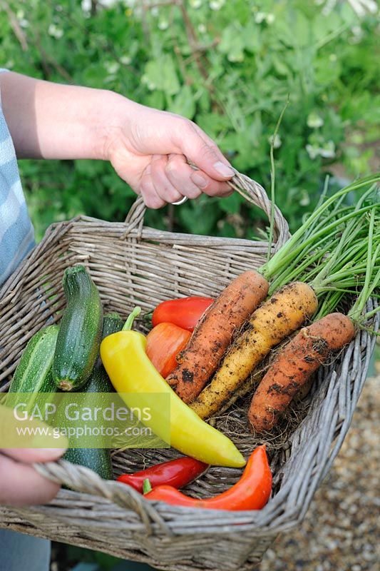 Female gardener holding small basket of home grown vegetables - courgettes, tomatoes, carrots and chillies