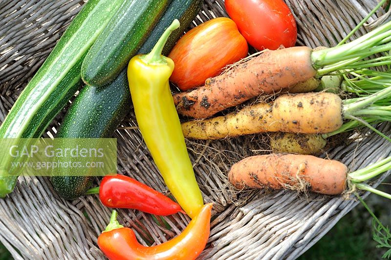 Small basket of home grown vegetables - courgettes, tomatoes, carrots and chillies