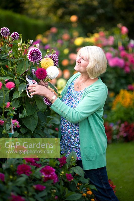 Woman cutting Dahlia flowers using secateurs - Heather Hoyle
