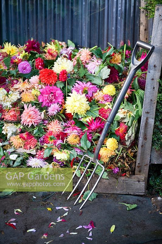 Compost heap with Dahlia flower heads and garden fork
