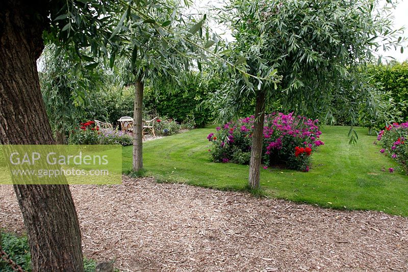 Phlox 'Van Gogh' in Dutch garden and tearoom - De Tuinen in Demen