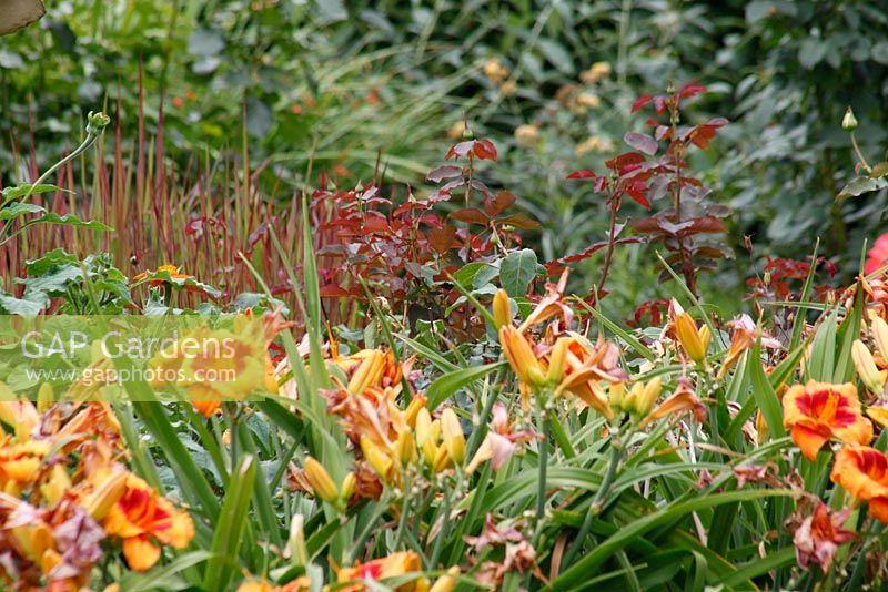 Hemerocallis 'Bold Tiger', Kniphofia 'Tawny King', Rosa 'Sahara' in Dutch garden and tearoom -  De Tuinen in Demen