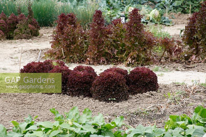Lettuces in Dutch garden and tearoom - De Tuinen in Demen