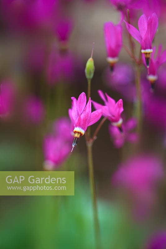 Dodecatheon 'Red Wings' - Shooting Stars or American Cowslip 