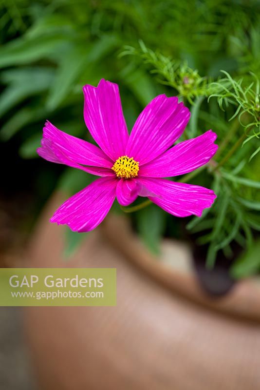 Carmine Pink Cosmos in a terracotta pot
