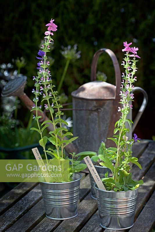 Steel pots of Salvia viridis - Painted Sage