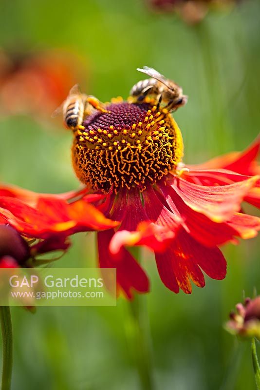 Helenium 'Moerheim Beauty' and Bumble Bees