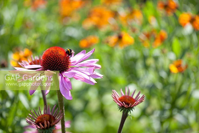 Echinacea purpurea and Bumble bee